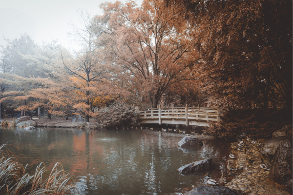 Pinnacle Grand Park. A wooden bridge in surrounded by trees and and a pond in Autumn.